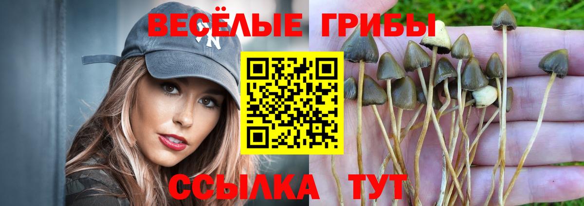 Волгодонск  Галлюциногенные грибы GOLDEN TEACHER  Псилоцибиновые грибы Psilocybine cubensis  где купить наркоту  Вход с VPN 